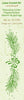 LeCrea Border embossing folder Pine branch