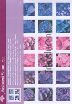 Vellum Hydrangea 3 colours (5 sheets)