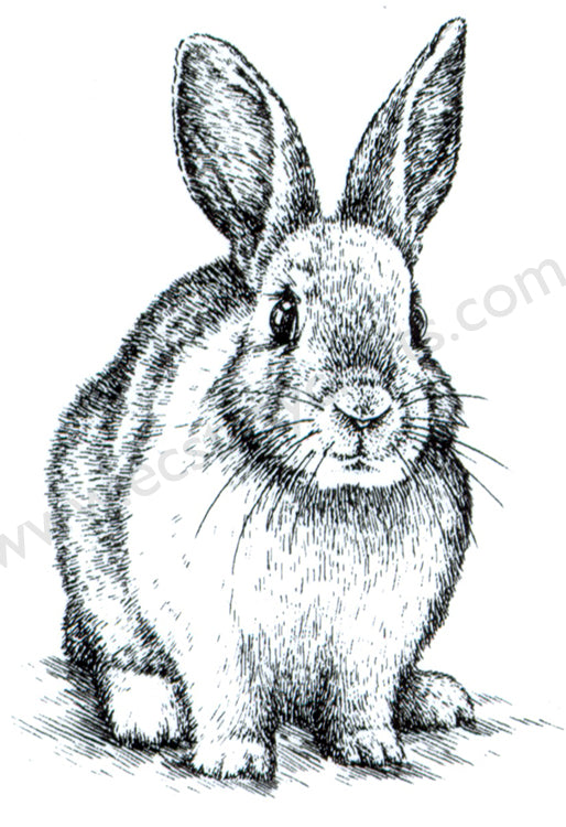 Clear stamps Animals-serie "rabbit"