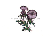 Frog's Whiskers Stamps - Thistle SM