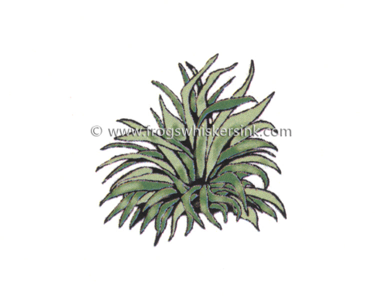 Frog's Whiskers Stamps - Hosta #2