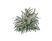 Frog's Whiskers Stamps - Hosta #2