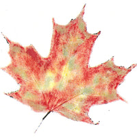 Frog's Whiskers Stamps - Maple Leaf Med.