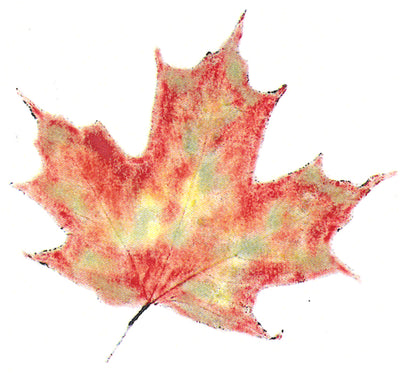 Frog's Whiskers Stamps - Maple Leaf Med.