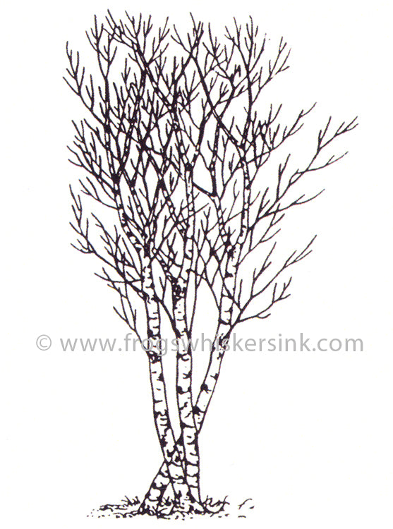 Frog's Whiskers Stamps - Birch Tree Sm Cling Mount Stamp
