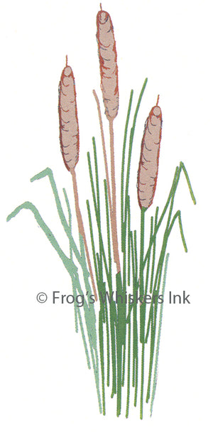 Frog's Whiskers Stamps - Bull Rushes