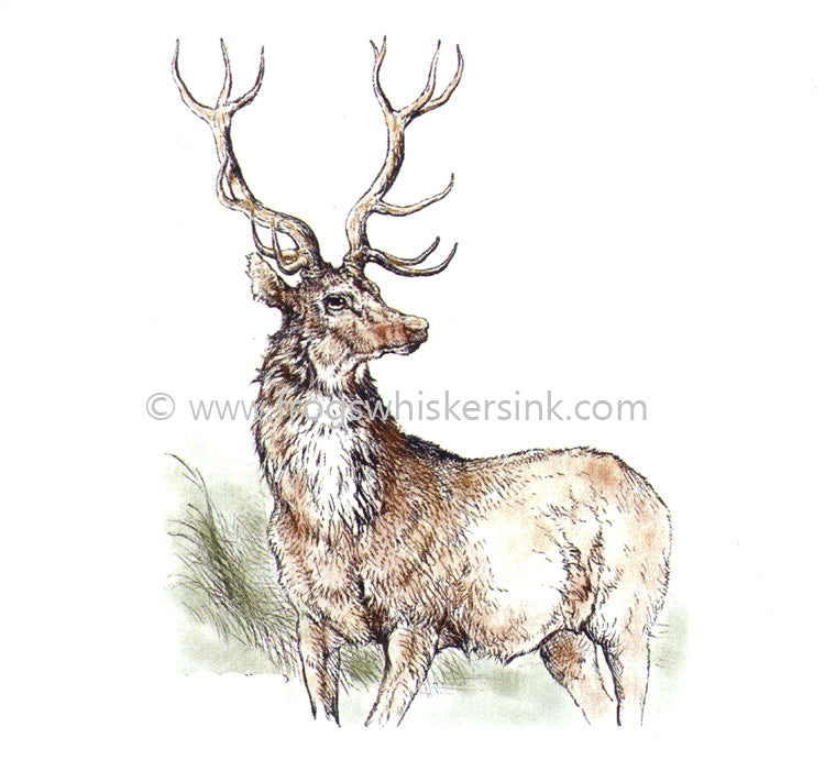 Frog's Whiskers Stamps - Highland Stag small