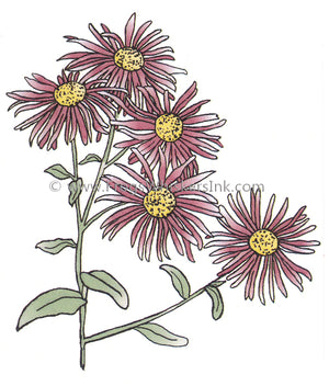 Frog's Whiskers Stamps - Asters Open