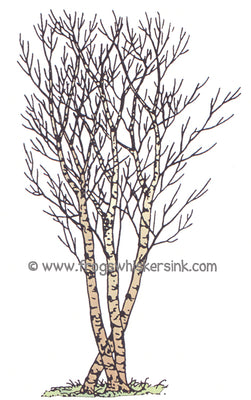 Frog's Whiskers Stamps - Birch Grove Lg. Cling Mount Stamp