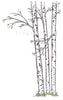 Frog's Whiskers Stamps - Birch Trees