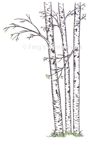 Frog's Whiskers Stamps - Birch Trees