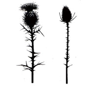 Lavinia Stamps - Thistles