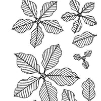 Sue Wilson - Stamps - Pinstriped Poinsettias