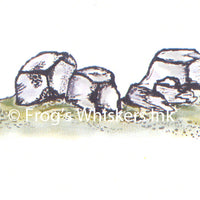 Frog's Whiskers Stamps - Rocks