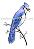 Frog's Whiskers Stamps - Blue jay on a Branch