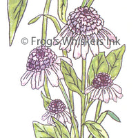 Frog's Whiskers Stamps - Cone Flower