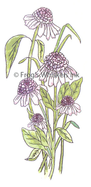 Frog's Whiskers Stamps - Cone Flower